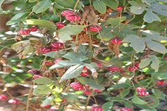 Diplocyclos palmatus